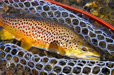 Fly Fishing Arkansas Trout - White River Fly Fishing - Fly Fishing Guides White River Arkansas